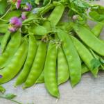 Légumes Secs - Pois Mangetout Géant à Fleur Violette - 10 m - face recto